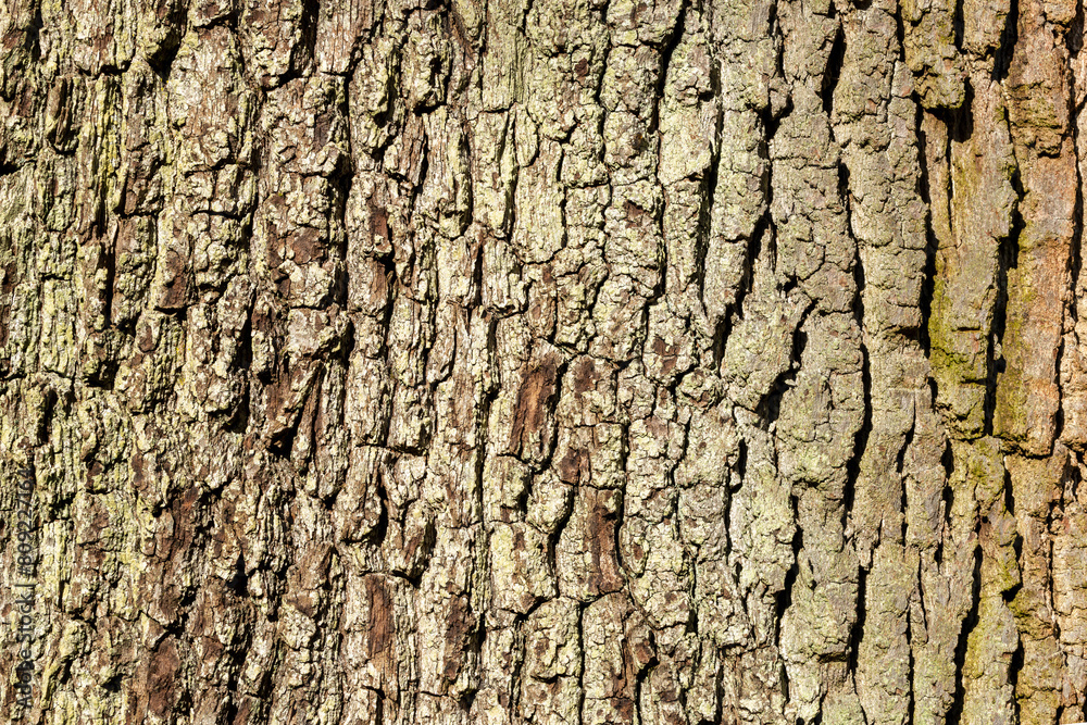 Reddish Brown Tree Bark grooves green lichen Background graphic resource texture Reddish Brown Tree Bark grooves green lichen Background graphic resource texture