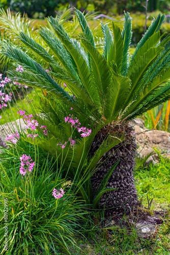 Beautiful palm trees on the island of Crete