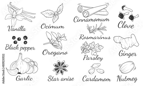 Spices and herbs. Vanilla, basil, ocimum, cinnamon, cloves, black pepper, oregano, rosemary, parsley, ginger, garlic, star anise, cardamom, nutmeg. Sketch of cooking spices isolated set