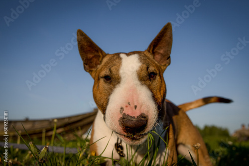 A male miniature Bull Terrier stands on the green grass, eats grass, and looks right toward the camera lens. Close-up miniature Bull Terrier with blue sky background. 