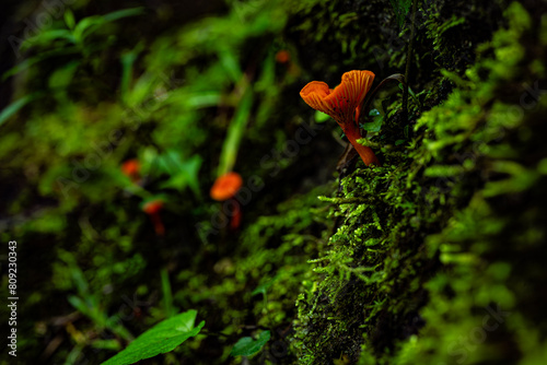 Cantharellus cinnabarinus photo
