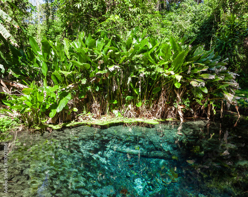 Sacred spring and pond near Bua Tong Sticky Waterfalls in Chiang Mai province  Thailand.