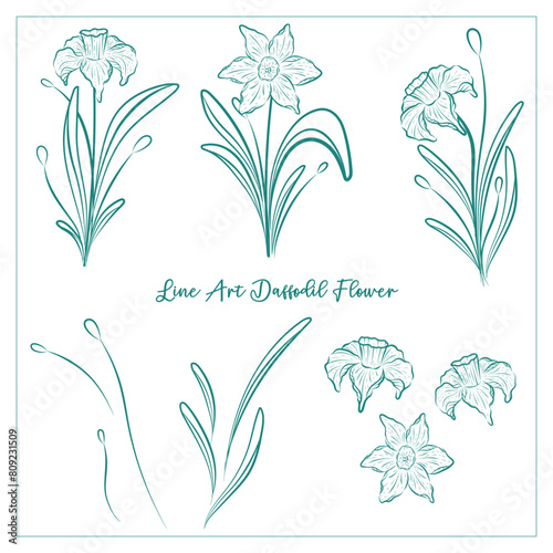Line Art Daffodil Flower in Green Color, suitable for decoration, elements, pattern and other