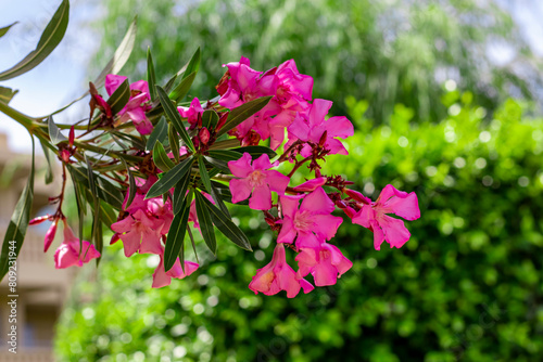 Beautiful colorful flower in summer