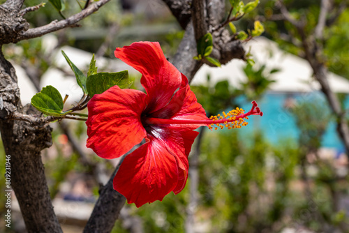 Beautiful colorful flower in summer