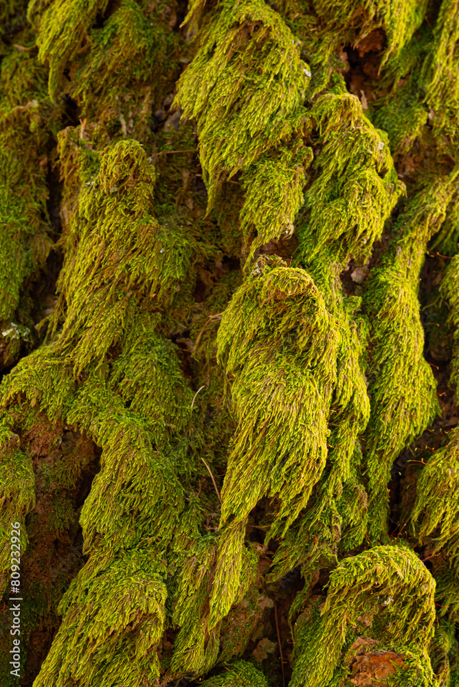 A tree covered in green moss. The moss is covering the tree trunk and branches A tree covered in green moss. The moss is covering the tree trunk and branches
