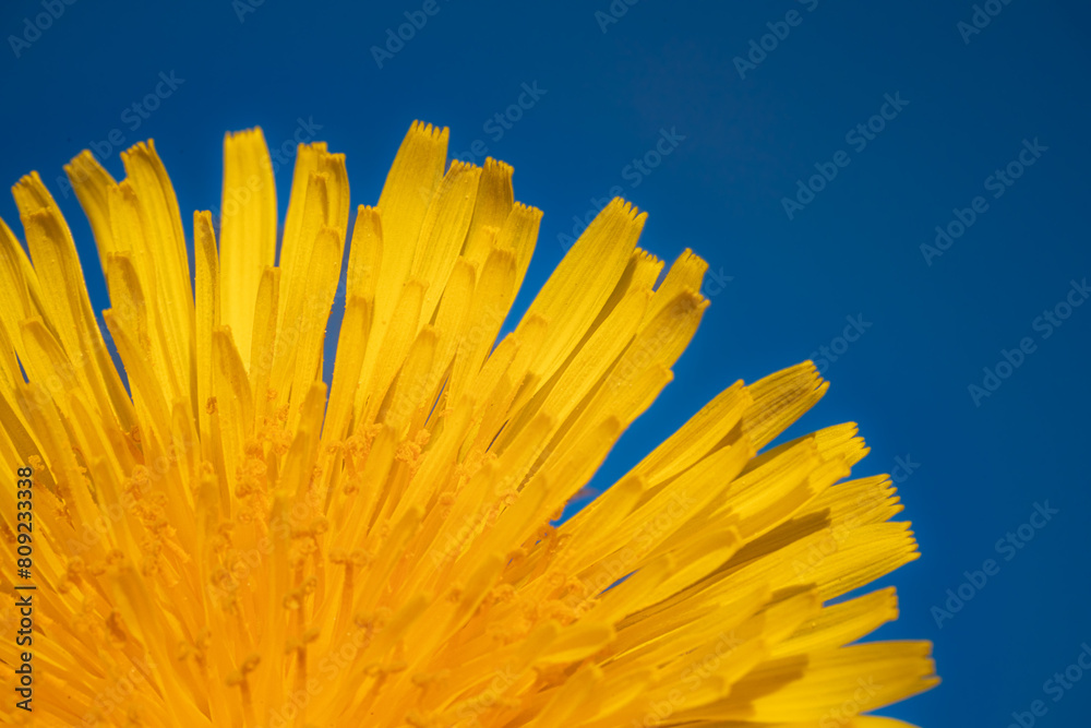 Fototapeta premium Yellow dandelion on a blue sky background