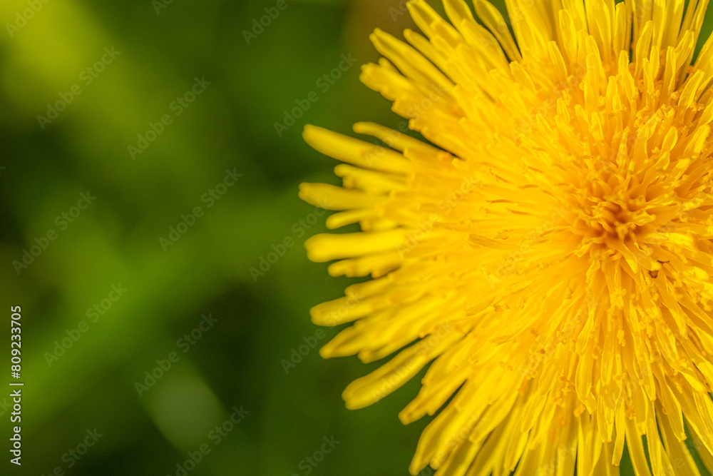 Yellow dandelion on a green nature background Yellow dandelion on a green nature background