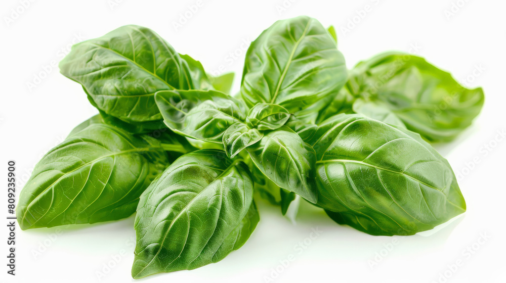 Close-up of fresh basil leaves isolated on a white background Close-up of fresh basil leaves isolated on a white background