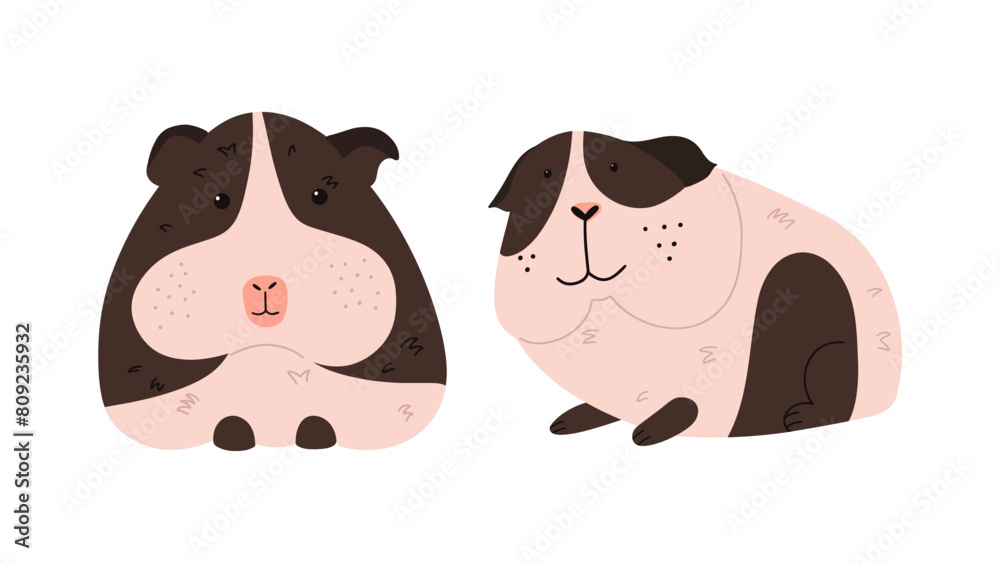 Obraz premium Cute guinea pig on white background. Vector illustration