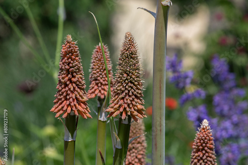 Kniphofia uvaria bright orange red ornamental flowering plants on tall stem, group tritomea torch lily red hot poker flowers photo