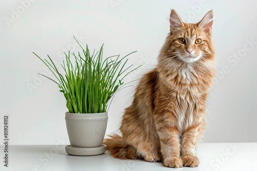Maine Coon sits next to grass in a pot on a white background, animal feeding concept. photo