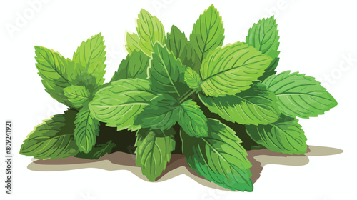 Mint or melissa aromatic herb leaf sketch colored v