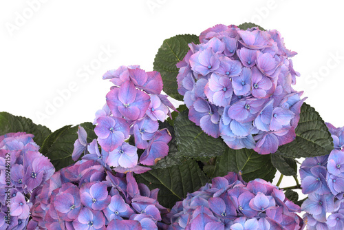 Blue, lilac, pink Hydrangeas flower bouquet isolated on white background.