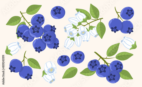 Hand drawn set blueberry twigs, flowers, green leaves. Vector illustration of wild berries, summer botanical collection