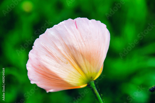 Iceland Poppy