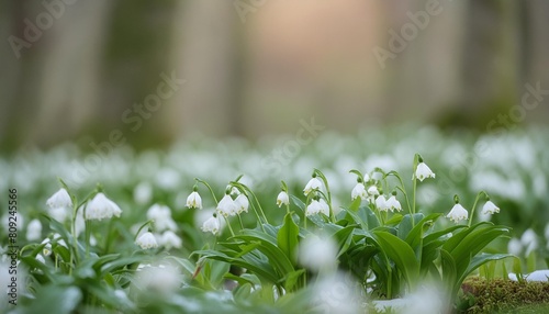 leucojum vernum spring snowflake in spring forest czech republic europe photo