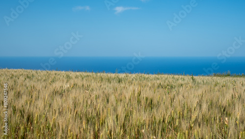 Agriculture wheat field ready for harvesting. Rural grain field farmland against sky.