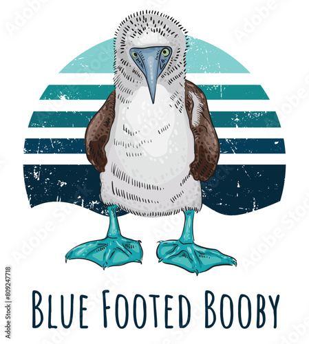 Fotografi Blue-footed booby