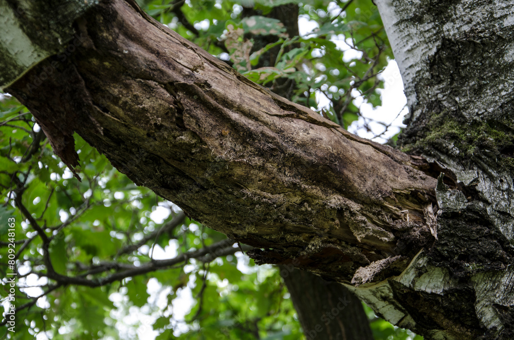 Old tree trunk in the forest, close-up, horizontal photo