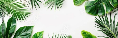 A green leafy plant with a white background