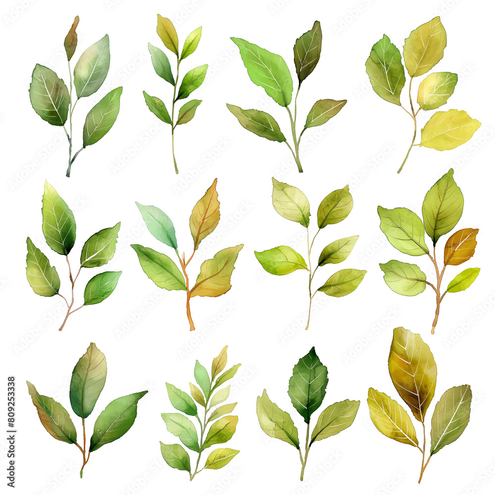 A set of watercolor leaves with varying shades of green
