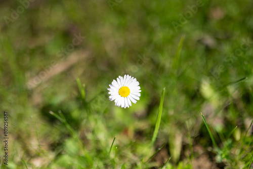 Daisy flower with shallow depth of field. Spring time. 