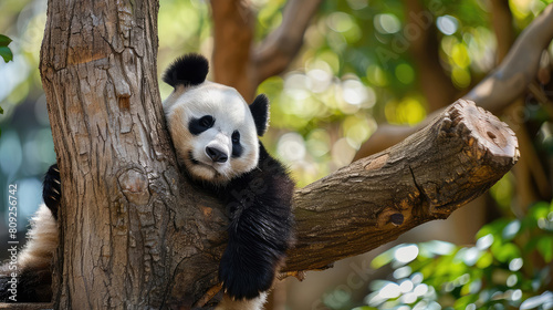 Tranquil and natural ambiance emanates from the image of a panda sound asleep on a tree in the forest.