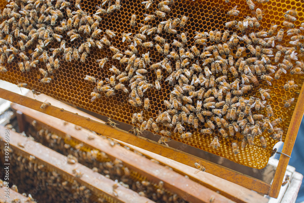 bees in a beehive in a wooden frame bees in a beehive in a wooden frame