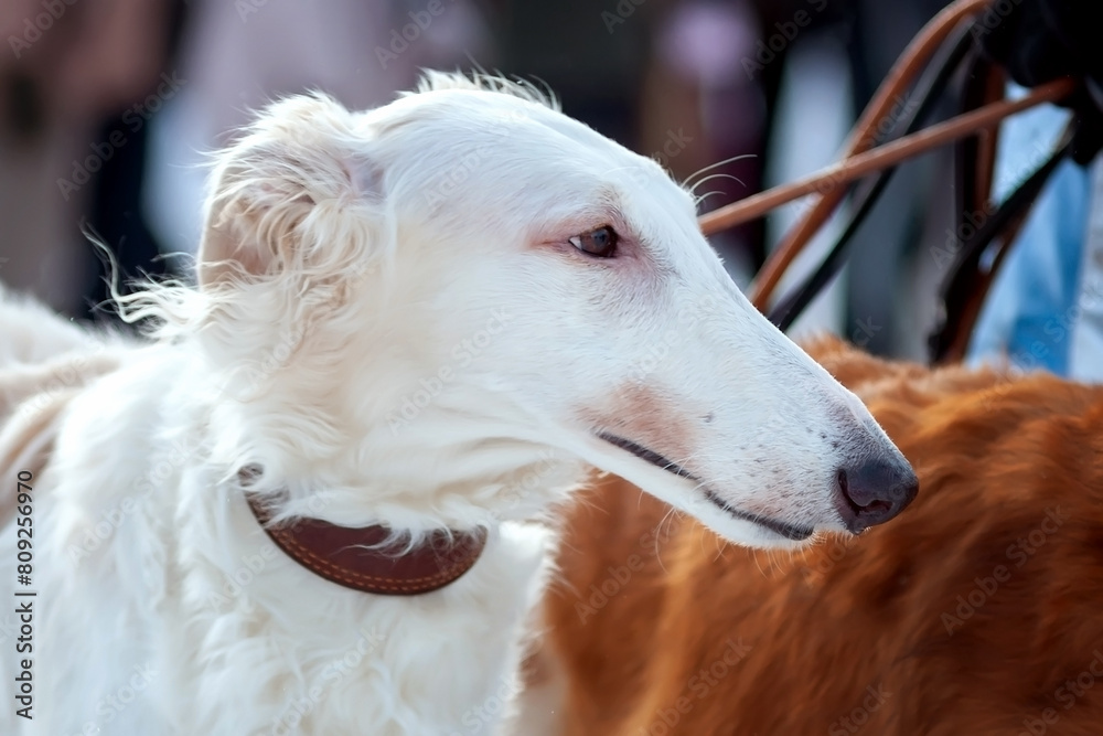 A white dog breed Russian greyhound, borzaya, portrait, profile, close-up A white dog breed Russian greyhound, borzaya, portrait, profile, close-up