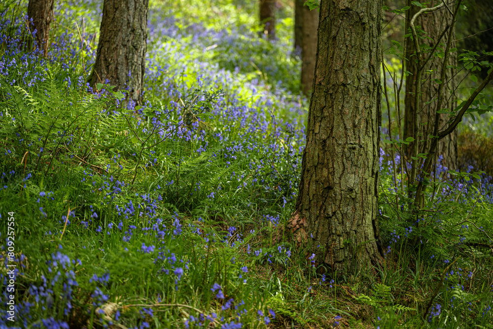 A carpet of bluebell flowers in a woodland using a shallow depth of field. A carpet of bluebell flowers in a woodland using a shallow depth of field.