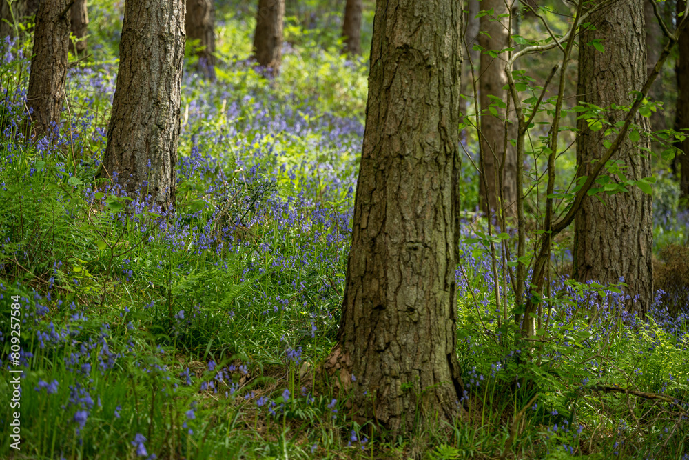 A carpet of bluebell flowers in a woodland using a shallow depth of field. A carpet of bluebell flowers in a woodland using a shallow depth of field.