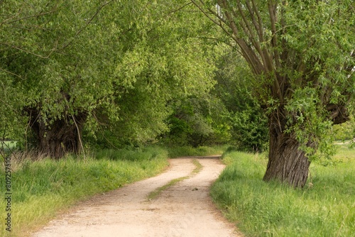 Polna droga wśród drzew - wierzby płaczące photo