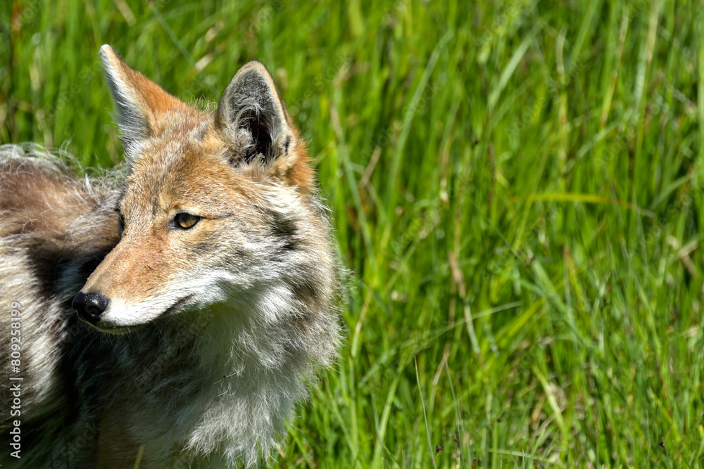 Profile of a coyote in the green grass at Yellowstone National Park. Profile of a coyote in the green grass at Yellowstone National Park.