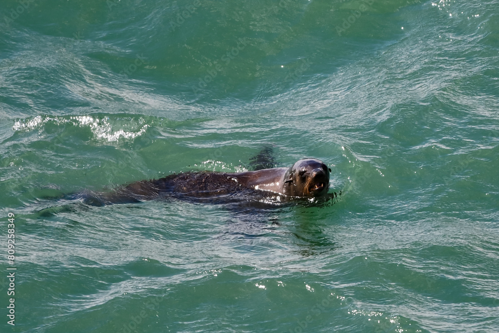 Obraz premium Cape Fur seal in the ocean swimming .