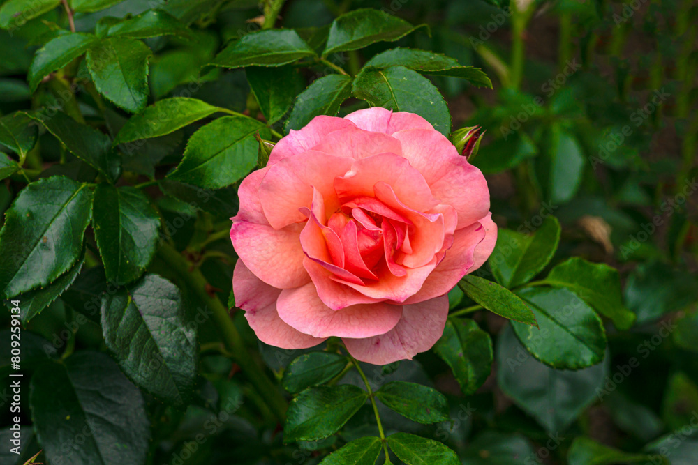 Beautiful blooming dark pink rose in the park. Beautiful blooming dark pink rose in the park.