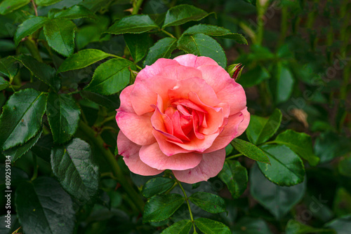 Beautiful blooming dark pink rose in the park.
