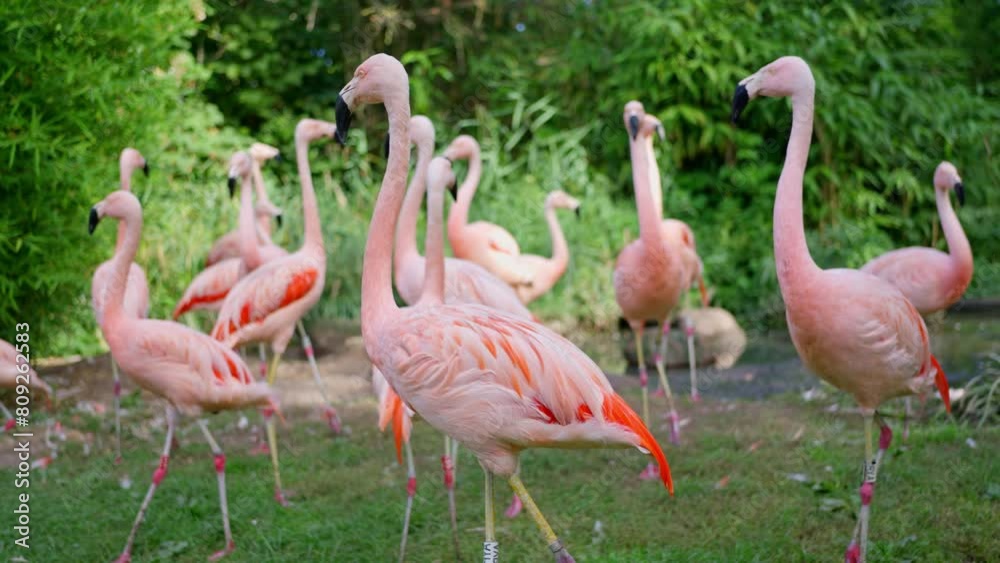 A group of pink flamingos with their unique beaks stands gracefully in a lush grassland, showcasing their adaptation to a terrestrial habitat. Slow motion. Zoo in Frankfurt am Main A group of pink flamingos with their unique beaks stands gracefully in a lush grassland, showcasing their adaptation to a terrestrial habitat. Slow motion. Zoo in Frankfurt am Main