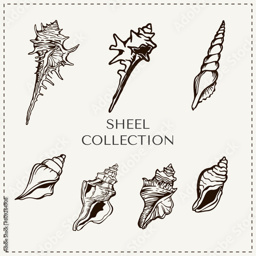 Vector Shell Black and White Collection Illustration
