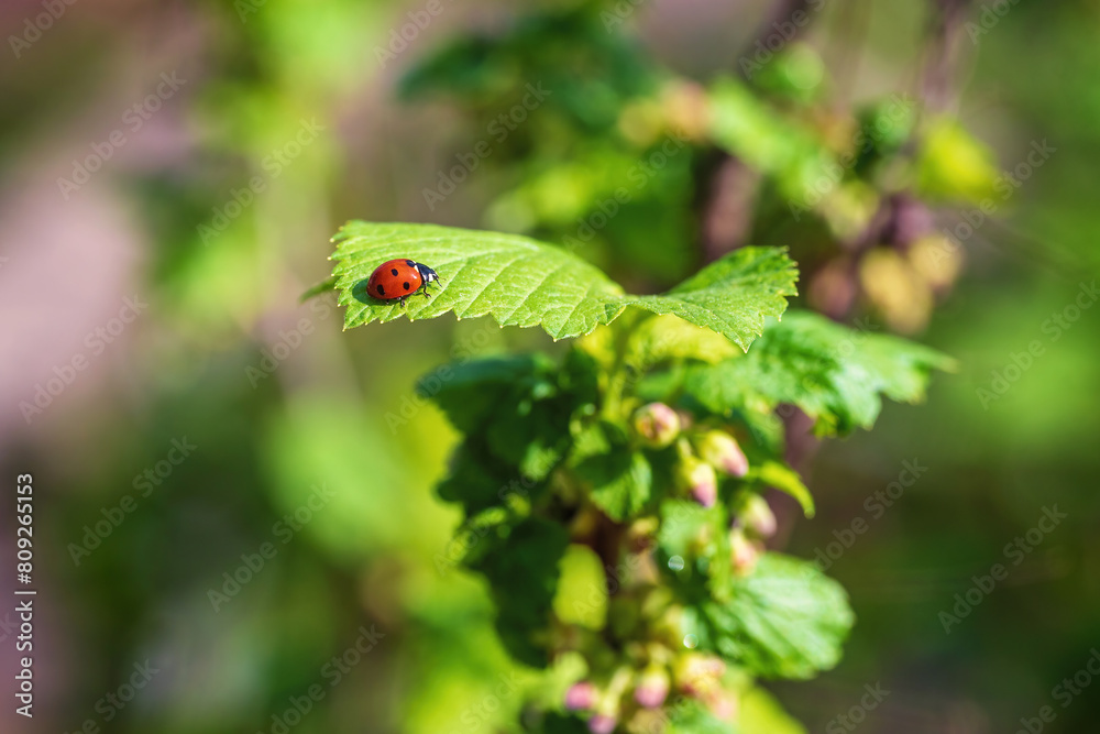 Red ladybug on a green leaf, coccinellidae. Red ladybug on a green leaf, coccinellidae.