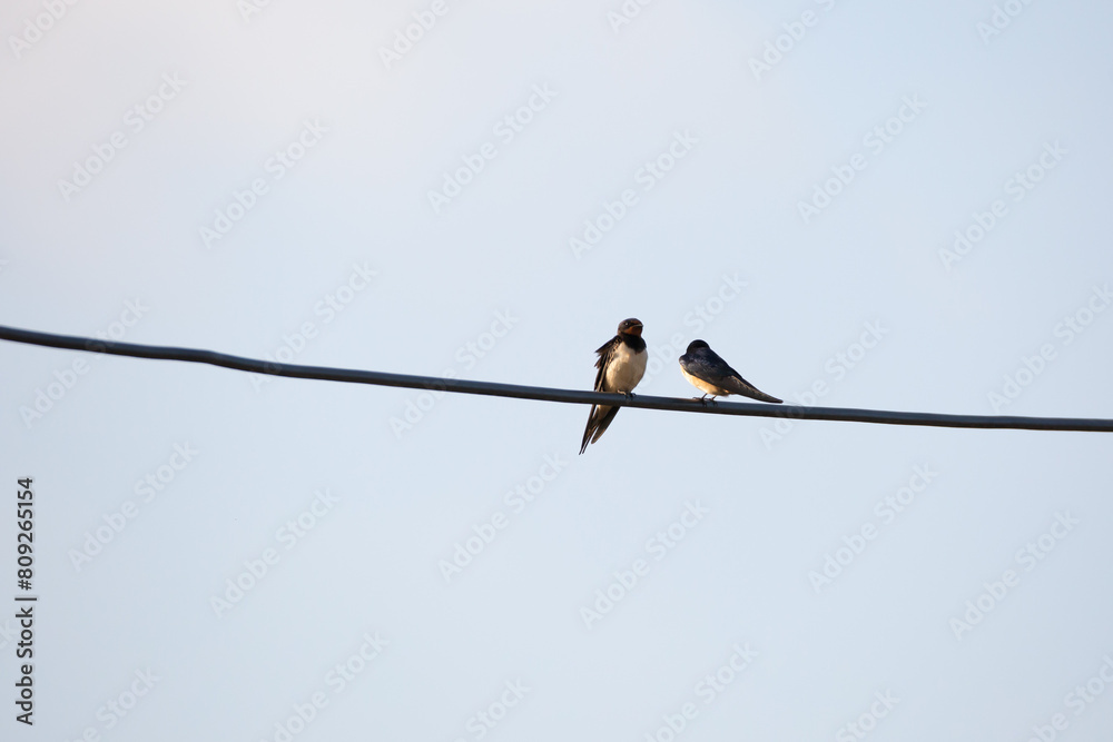 Pair of swallows on a line. 