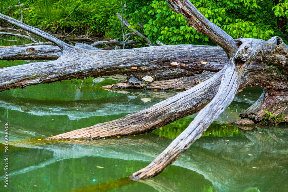 Old tree provides a sunning spot for multiple turtles in Tennessee lake.