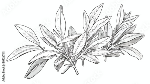 Sage leaf vector illustration isolated on white bac