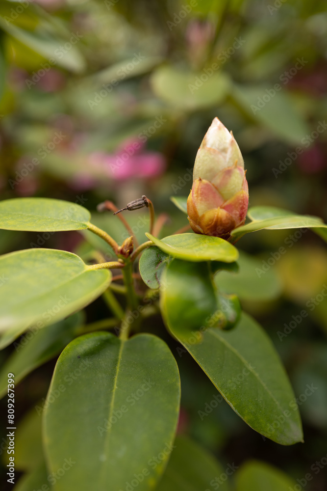 flower bud of a rose flower bud of a rose