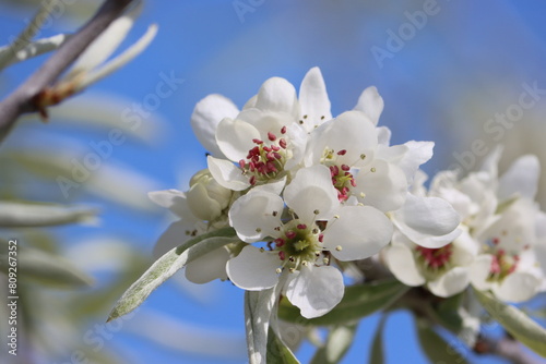 Sweden. Pyrus elaeagrifolia, the oleaster-leafed pear, is a species of wild pear plant in the genus Pyrus (Rosaceae).  photo