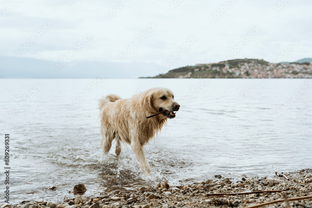 Golden Retriever carrying a stick out of the water Golden Retriever carrying a stick out of the water
