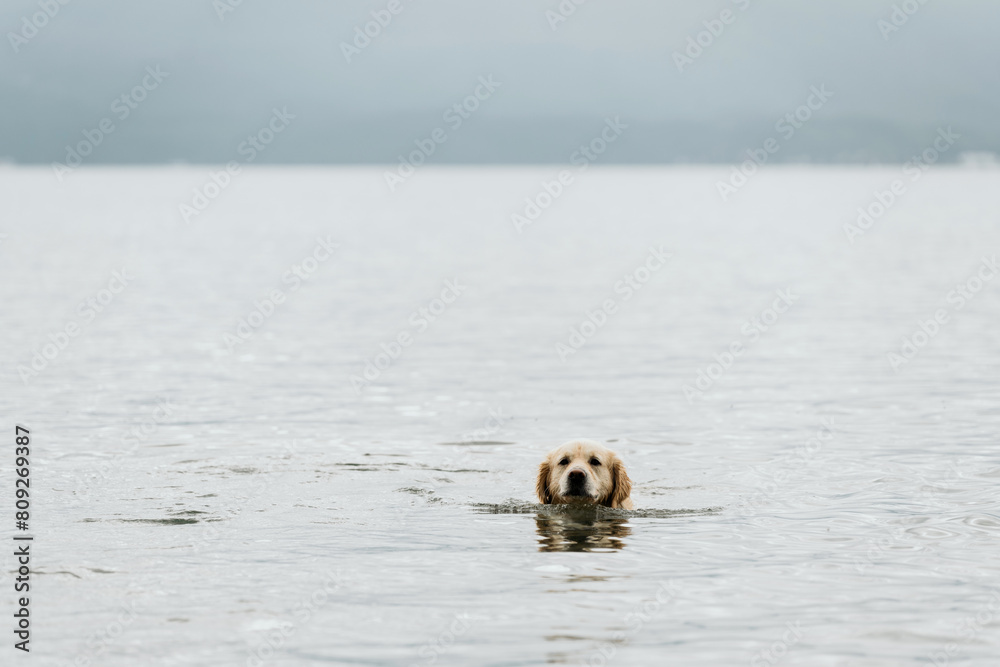 Golden retriever swims in the lake. Travel concept with pets Golden retriever swims in the lake. Travel concept with pets