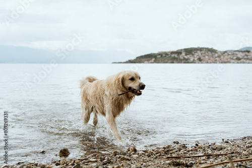 Obraz na plátně Golden Retriever carrying a stick out of the water
