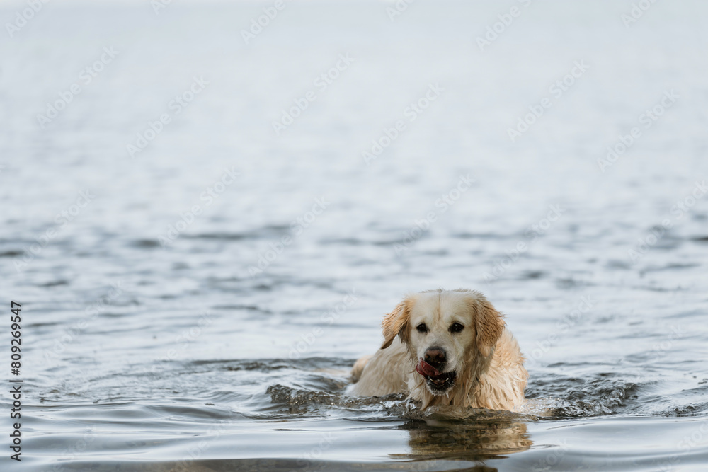 Portrait of swimming golden retriever dog Portrait of swimming golden retriever dog