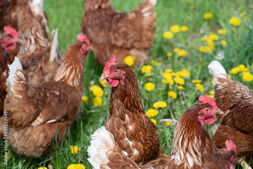 A group of brown domestic chickens on a green meadow in spring. Yellow dandelion flowers among the free-range chickens